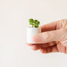 Against a white background is a hand holding a tiny, round pot. Inside the pot is a bright green succulent.
