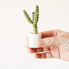 Against a white background is a hand holding a tiny, round pot. Inside the pot is a green cactus.
