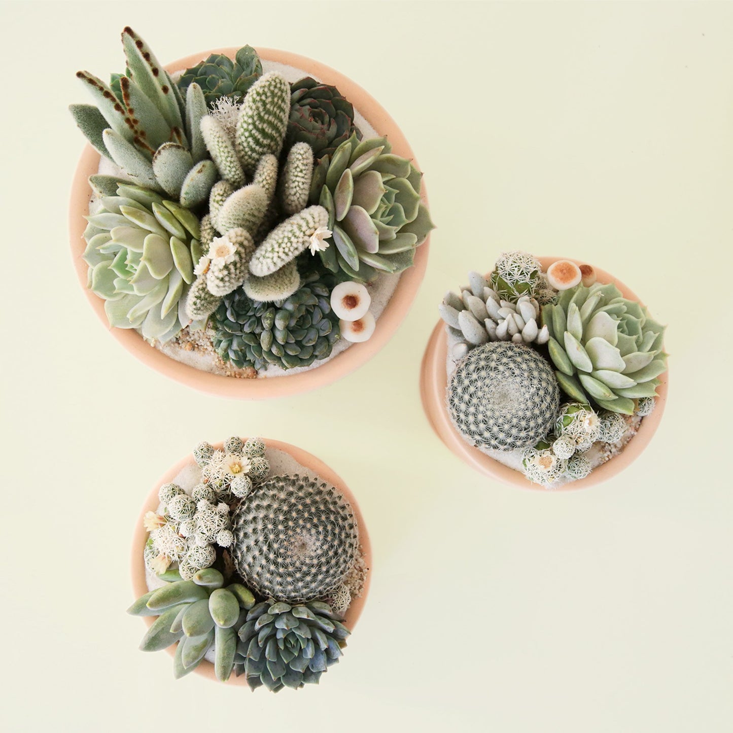 Overhead view of three potted succulent plantings against soft green background. Two of the pots are a larger size and one to the right is smaller. The plantings are potted in soft orange ceramic bowls and are filled with a variety of purple and green cacti, succulents and more.