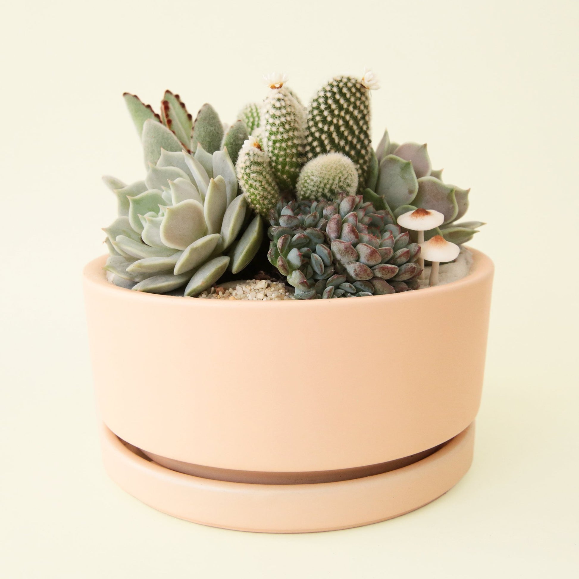 Large succulent planting arrangement planted in soft orange low bowl. The bowl is filled with a variety of cacti, succulents and baby mushrooms.