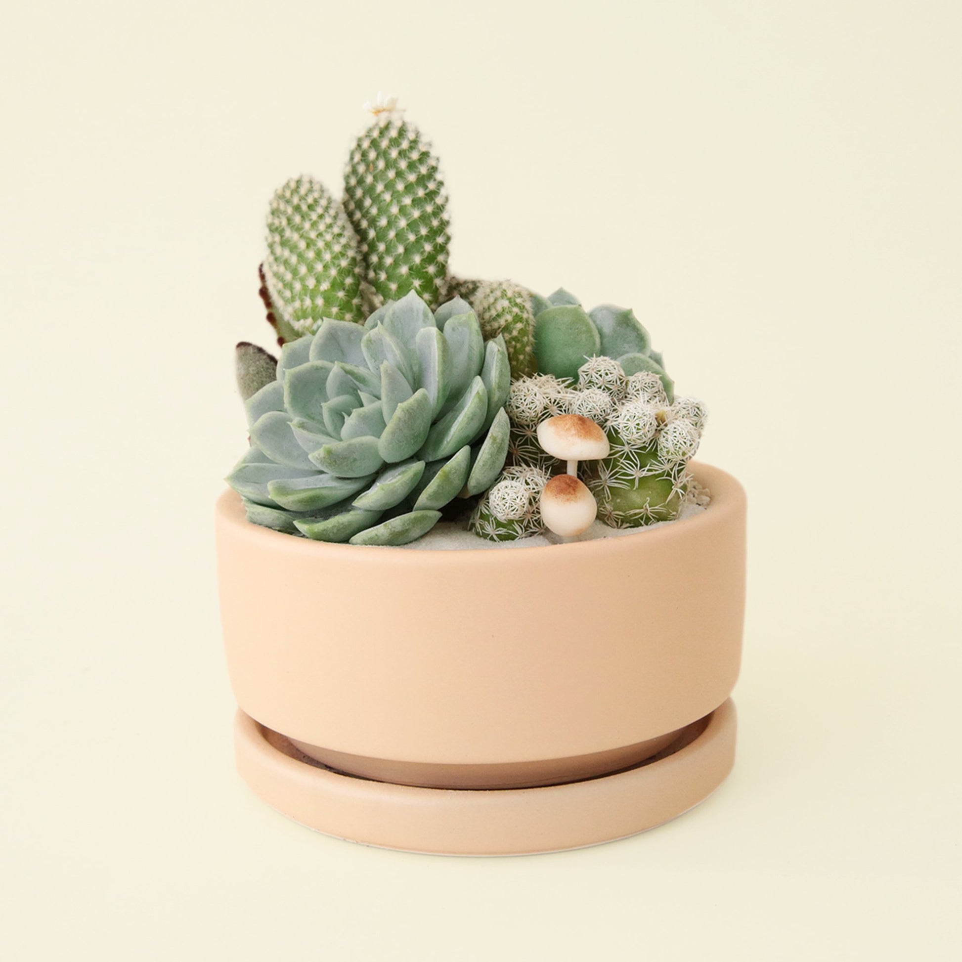 Small succulent planting arrangement planted in soft orange low bowl. The bowl is filled with a variety of cacti, succulents and baby mushrooms.