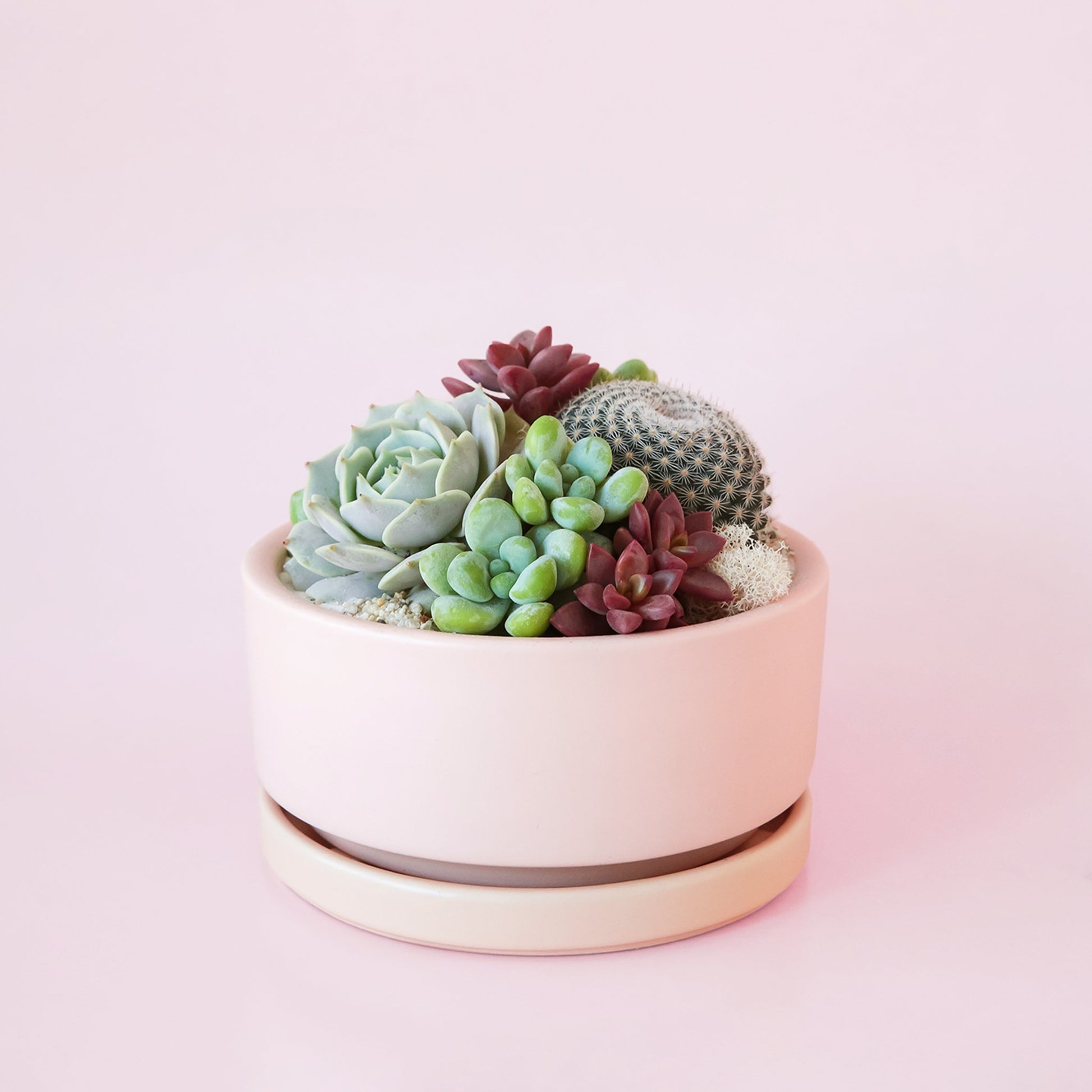 Small succulent planting arrangement planted in soft pink low bowl. The bowl is filled with a variety of cacti, succulents and moss.