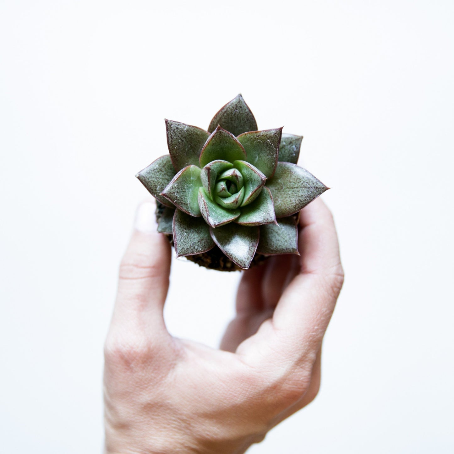 On a white background is a model holding up a Echeveria Purposum Succulent.