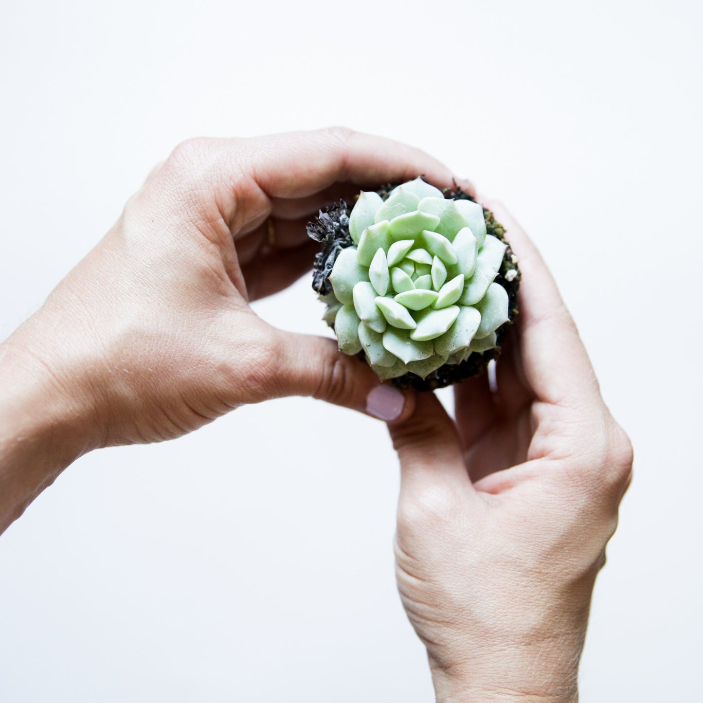 On a white background is a model holding up an Echeveria Painted Lady Succulent.