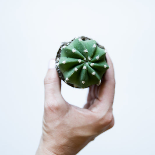 On a white background is a Domino Cactus.