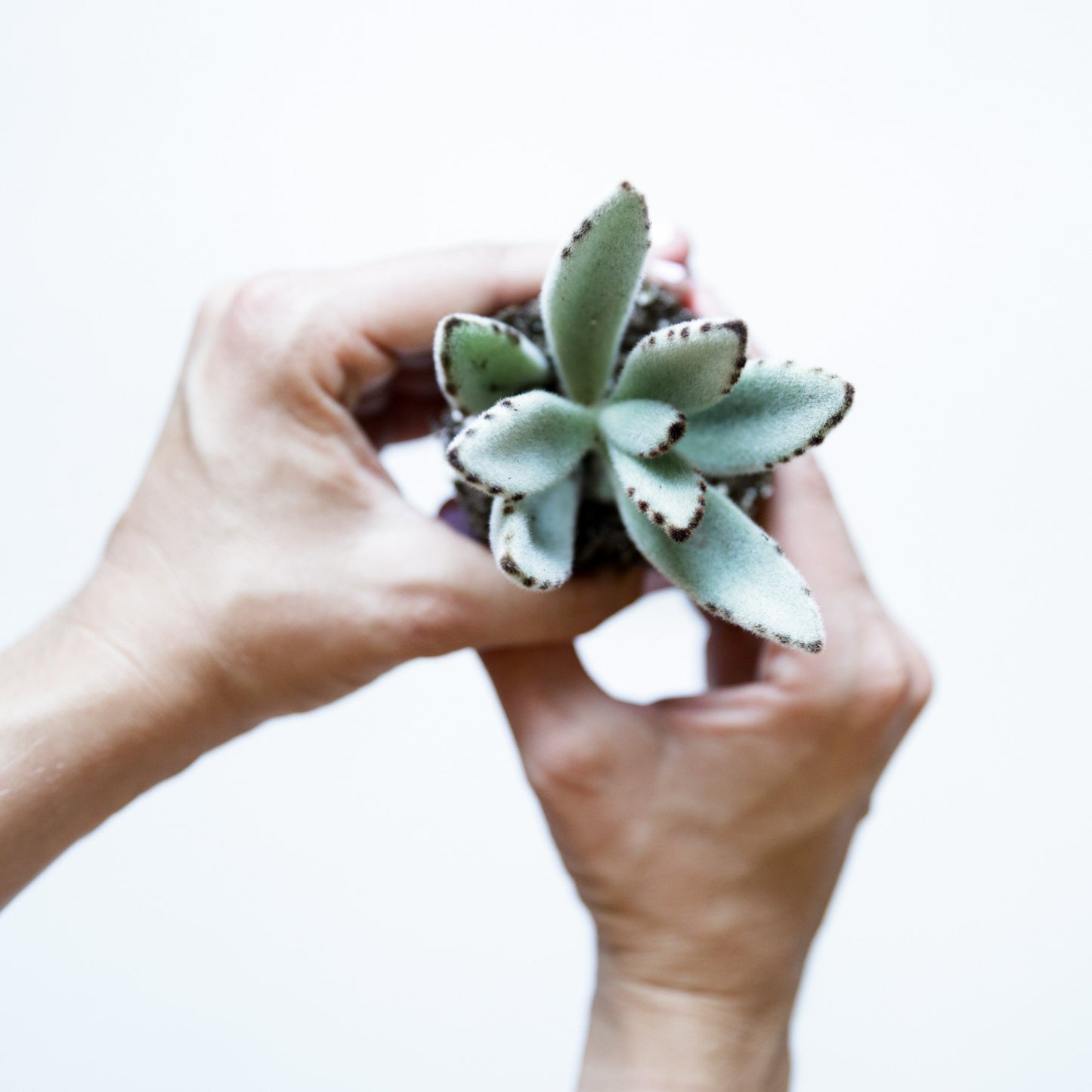 On a white background is a model holding up a Panda Kalanchoe Tomentosa Succulent.