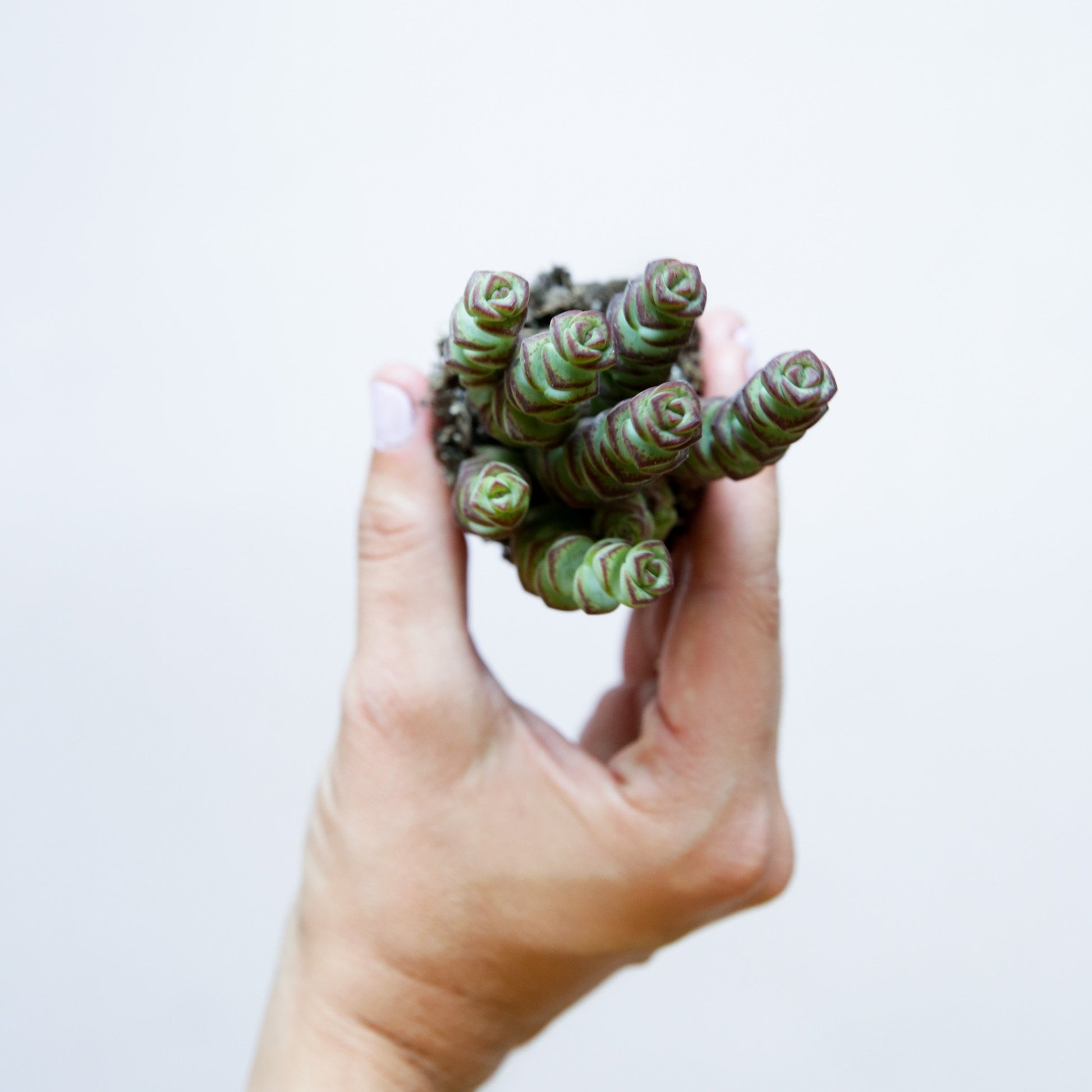 On a white background is a Crassula Baby's Necklace succulent.