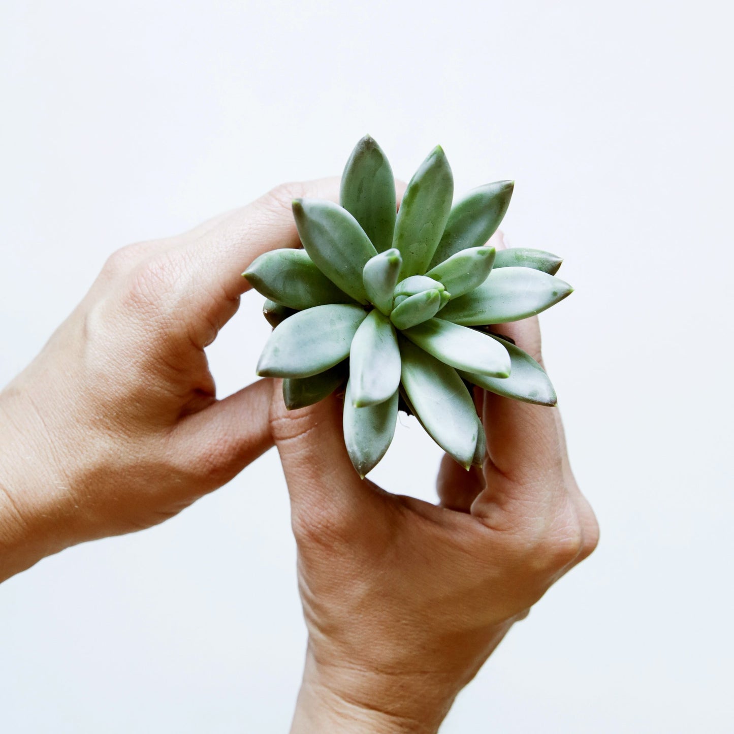 On a white background is a model holding up a Little Jewel succulent.