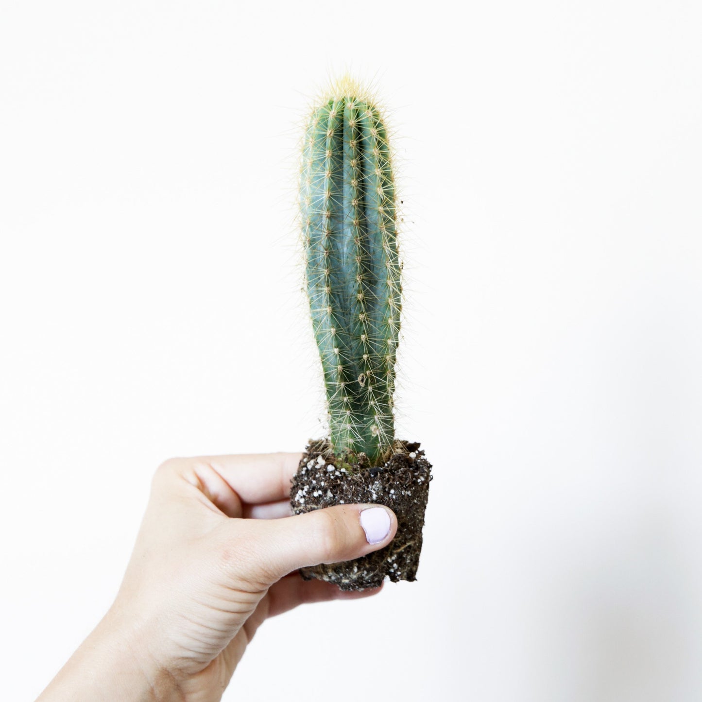 On a white background is a Blue Candle Cactus being held up by a models hands.