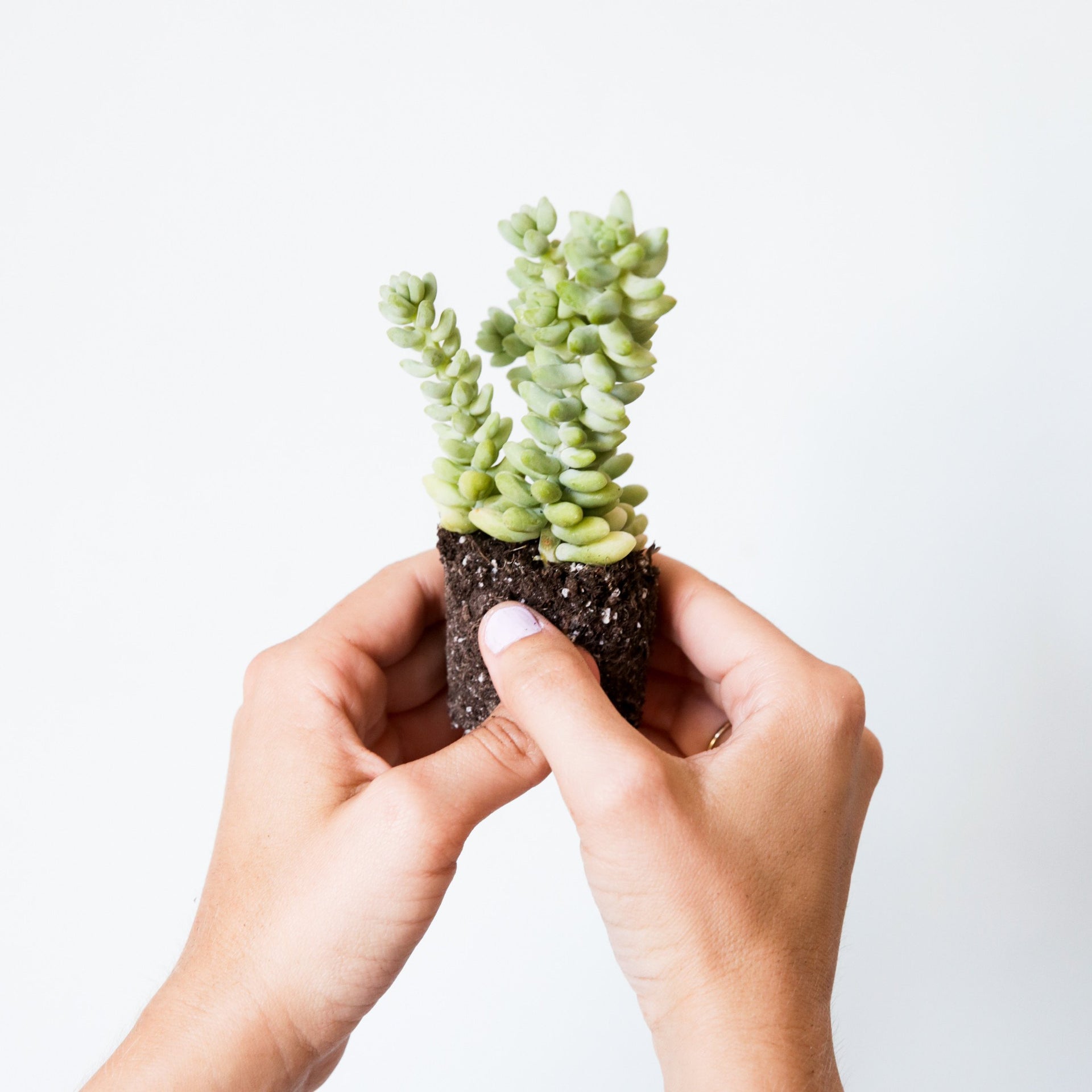Donkey's Tail Succulent 2.5 inches - Buy Now