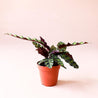 Calathea Lancifolia | 'Rattlesnake'