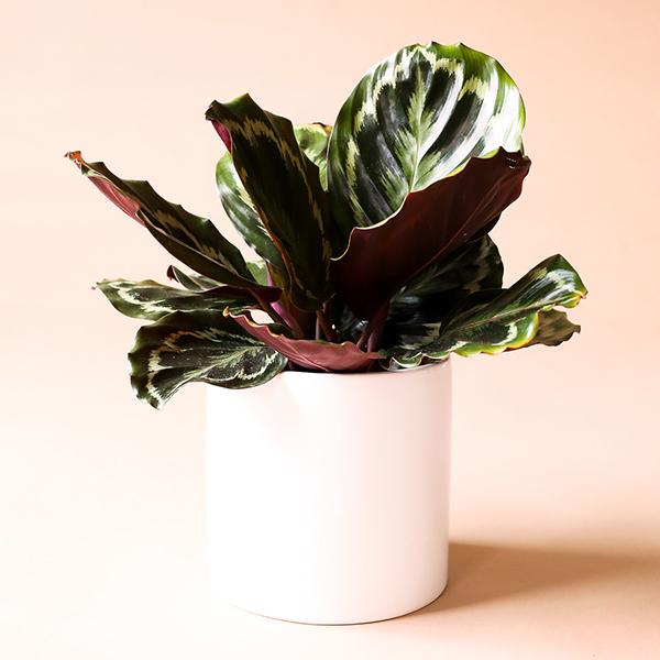 On a light pink background is a Calathea Veitchiana in a white ceramic pot that is sold separately.