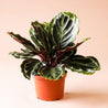 On a light pink background is a Calathea Veitchiana in its grow pot.