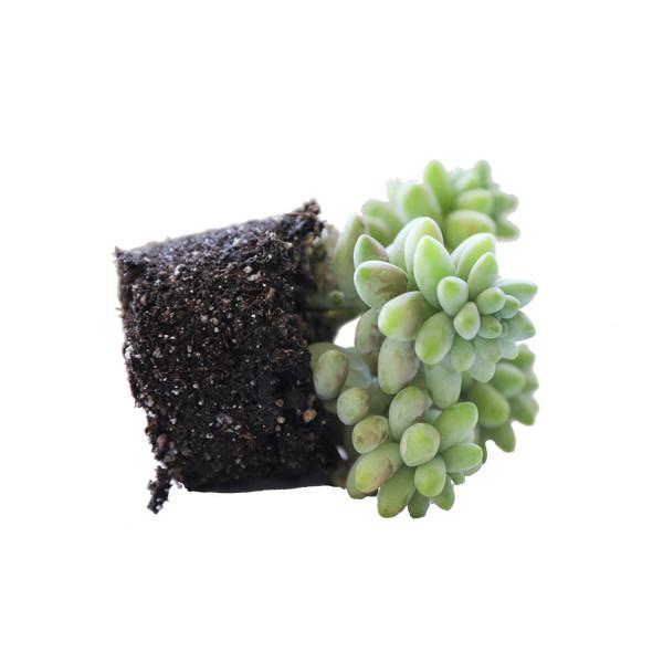 On a white background is a side view of a Donkey's Tail Succulent.