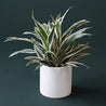 On a dark green background is a Dracaena Warneckii photographed in a white ceramic pot that is sold separately.