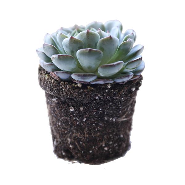 Echeveria Minima | Succulent