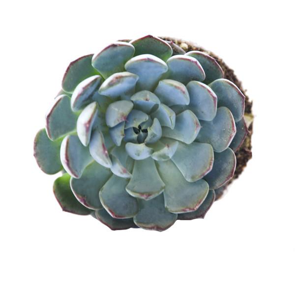 Echeveria Minima | Succulent