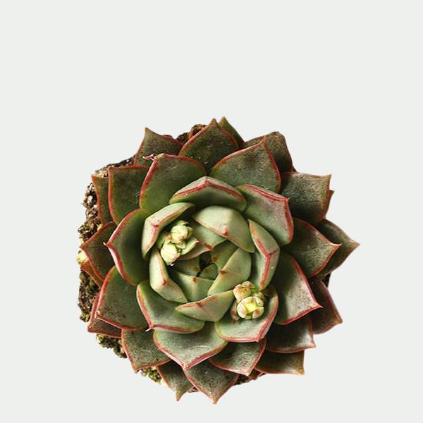 On a white background is an Echeveria Parva Succulent arial view.
