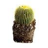 On a white background is the side view of a Golden Ball Cactus.