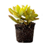 On a white background is the side view of a Golden Sedum Succulent. 