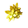 On a white background is an arial view of a Golden Sedum Succulent. 