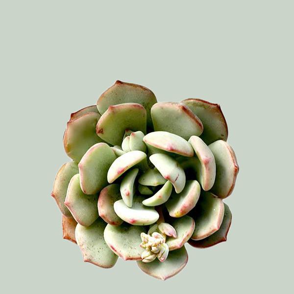 On a light green background is a Graptoveria Moonglow Succulent.