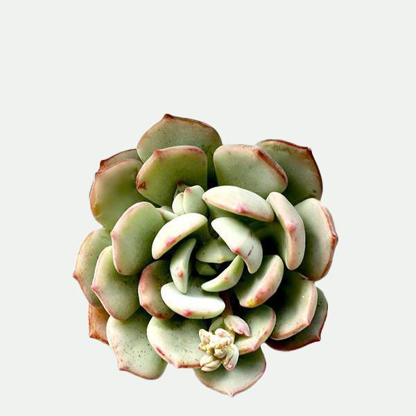 On a white background is a Graptoveria Moonglow Succulent.