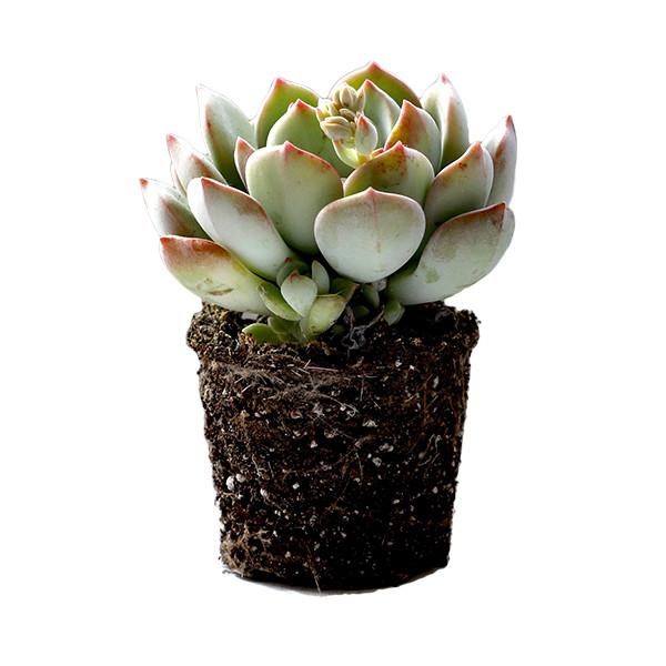 On a white background is a side view of a Graptoveria Moonglow Succulent.