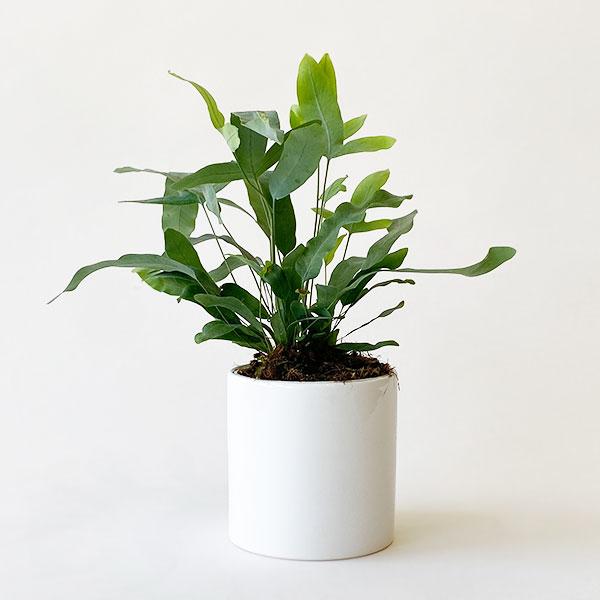 On a white background is a Blue Star Fern house plant in a white ceramic pot that is sold separately.