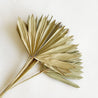 On a white background is a bundle of dried palm leaves. 