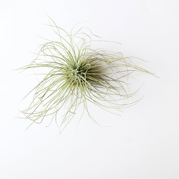 On a white background is a Tillandsia Fuchsii air plant.