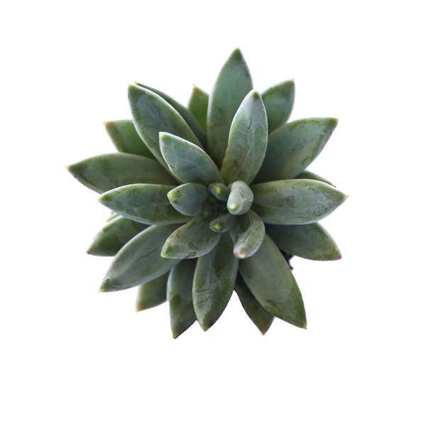 An arial view of a Little Jewel succulent on a white background.