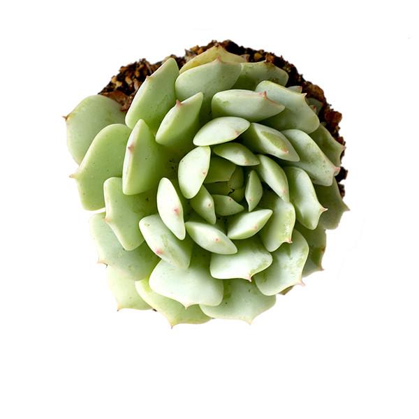 An arial view of an Echeveria Painted Lady Succulent.