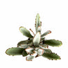 On a white background is an arial view of a Panda Kalanchoe Tomentosa Succulent.