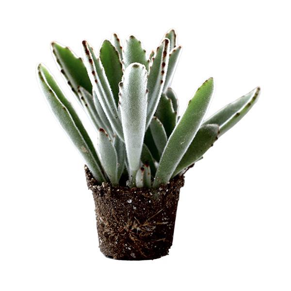 On a white background is a side view of a Panda Kalanchoe Tomentosa Succulent.