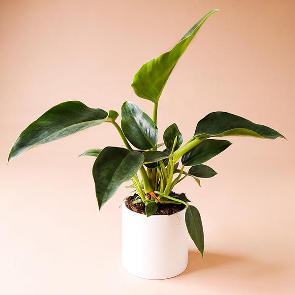 On a peachy background is a Philodendron Congo in a white ceramic planter that is sold separately.