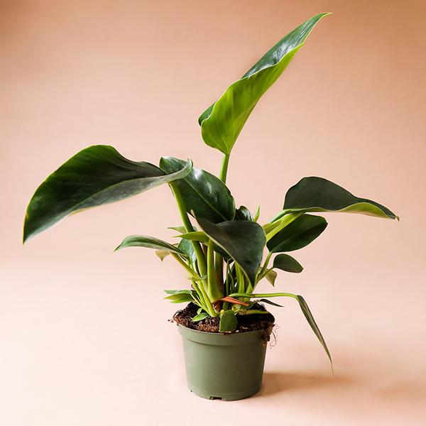 On a peachy background is a Philodendron Congo in its grow pot.