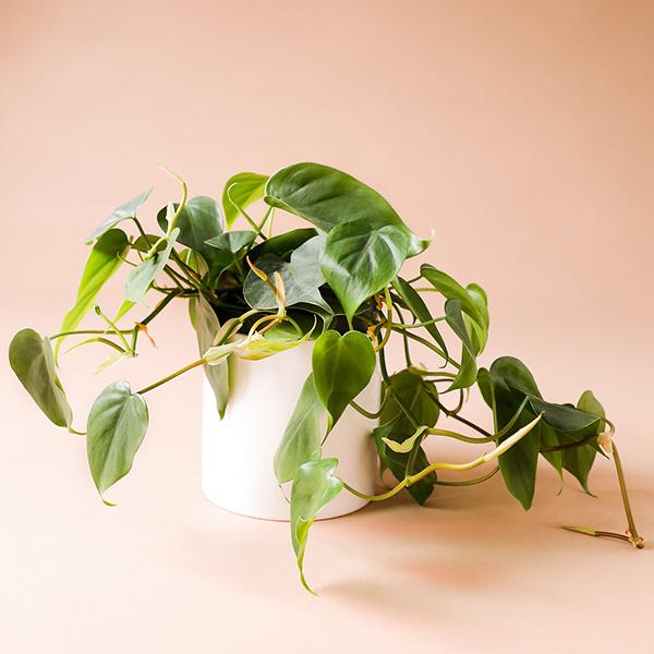 On a peachy background is a Philodendron Cordatum in a white ceramic planter that is sold separately.