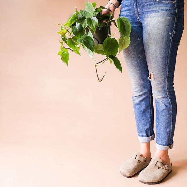 On a peachy background is a Philodendron Cordatum being held up by a model.