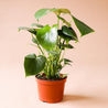 On a peachy background is a Monstera Deliciosa in its grow pot. 