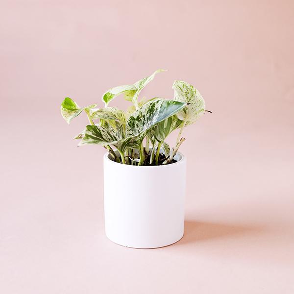 On a light pink background is a 4" Pothos Marble Queen plant in a white ceramic planter that is sold separately.