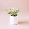 On a light pink background is a 4" Pothos Marble Queen plant in a white ceramic planter that is sold separately. 