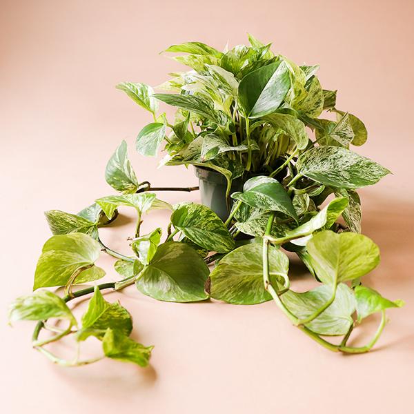 On a light pink background is a Pothos Marble Queen.