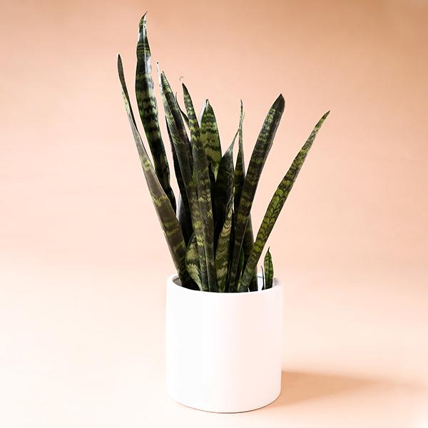 On a peachy background is a Sansevieria Zeylanica in a white ceramic planter that is sold separately.