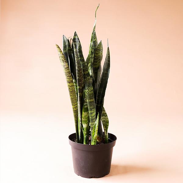 On a peachy background is a Sansevieria Zeylanica in its plastic grow pot.