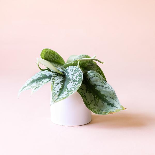 On a light pink background is a Satin Pictus Exotica in a white ceramic planter that is sold separately.