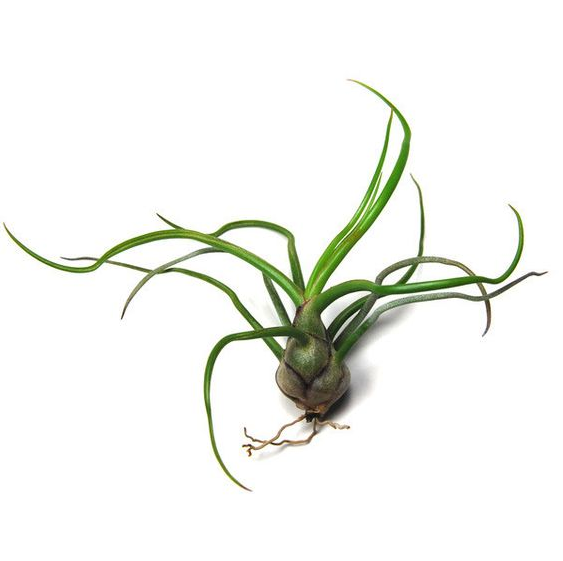 On a white background is a Tillandsia Bulbosa.