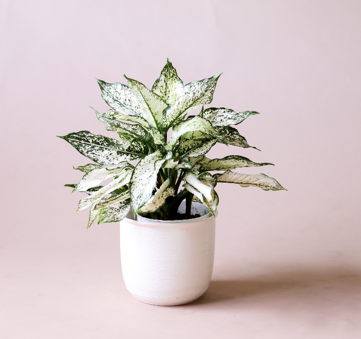 On a light pink background is a Aglaonema First Diamond photographed in a white ceramic pot that is sold separately.
