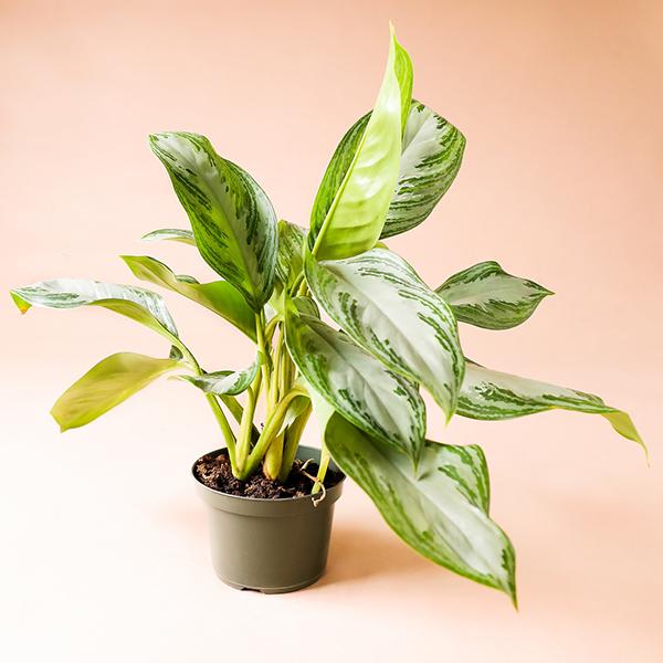 On a light pink background is a Chinese Evergreen Silver Bay house plant in its grow pot.