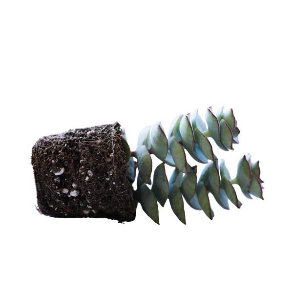 On a white background is a side view of a String of Buttons Succulent.
